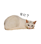 しろねこ家族3兄弟れくまろてん（個別スタンプ：4）