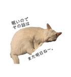 しろねこ家族3兄弟れくまろてん（個別スタンプ：5）