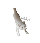 しろねこ家族3兄弟れくまろてん（個別スタンプ：6）