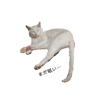 しろねこ家族3兄弟れくまろてん（個別スタンプ：7）