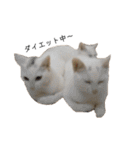 しろねこ家族3兄弟れくまろてん（個別スタンプ：8）