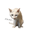 しろねこ家族3兄弟れくまろてん（個別スタンプ：9）