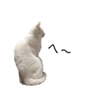 しろねこ家族3兄弟れくまろてん（個別スタンプ：10）
