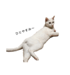 しろねこ家族3兄弟れくまろてん（個別スタンプ：11）