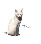 しろねこ家族3兄弟れくまろてん（個別スタンプ：12）