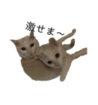 しろねこ家族3兄弟れくまろてん（個別スタンプ：13）