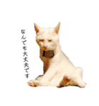 しろねこ家族3兄弟れくまろてん（個別スタンプ：14）