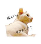 しろねこ家族3兄弟れくまろてん（個別スタンプ：15）
