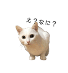 しろねこ家族3兄弟れくまろてん（個別スタンプ：16）