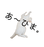 しろねこ家族3兄弟れくまろてん（個別スタンプ：17）