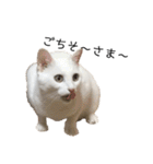 しろねこ家族3兄弟れくまろてん（個別スタンプ：18）