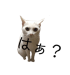 しろねこ家族3兄弟れくまろてん（個別スタンプ：19）