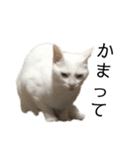 しろねこ家族3兄弟れくまろてん（個別スタンプ：20）