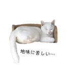 しろねこ家族3兄弟れくまろてん（個別スタンプ：21）