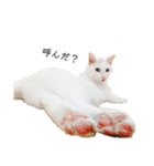 しろねこ家族3兄弟れくまろてん（個別スタンプ：22）