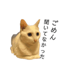 しろねこ家族3兄弟れくまろてん（個別スタンプ：23）