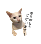 しろねこ家族3兄弟れくまろてん（個別スタンプ：24）