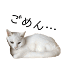 しろねこ家族3兄弟れくまろてん（個別スタンプ：26）