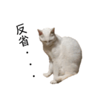 しろねこ家族3兄弟れくまろてん（個別スタンプ：27）