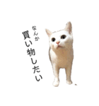 しろねこ家族3兄弟れくまろてん（個別スタンプ：28）