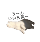 しろねこ家族3兄弟れくまろてん（個別スタンプ：29）