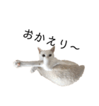 しろねこ家族3兄弟れくまろてん（個別スタンプ：30）