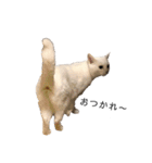 しろねこ家族3兄弟れくまろてん（個別スタンプ：31）