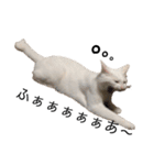 しろねこ家族3兄弟れくまろてん（個別スタンプ：32）