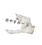 しろねこ家族3兄弟れくまろてん（個別スタンプ：33）