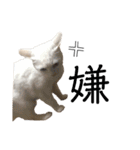 しろねこ家族3兄弟れくまろてん（個別スタンプ：34）