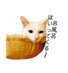 しろねこ家族3兄弟れくまろてん（個別スタンプ：35）