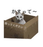 しろねこ家族3兄弟れくまろてん（個別スタンプ：36）