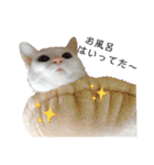 しろねこ家族3兄弟れくまろてん（個別スタンプ：37）