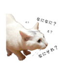 しろねこ家族3兄弟れくまろてん（個別スタンプ：38）