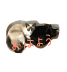 ジジとタヌ（個別スタンプ：1）