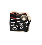 ジジとタヌ（個別スタンプ：3）