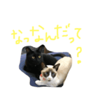 ジジとタヌ（個別スタンプ：5）