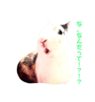 小動物たち。（個別スタンプ：1）