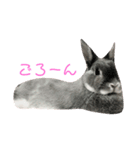 小動物たち。（個別スタンプ：2）