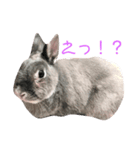 小動物たち。（個別スタンプ：4）