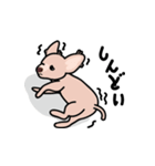 毛無し犬アンコ（個別スタンプ：8）