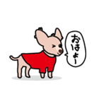 毛無し犬アンコ（個別スタンプ：11）