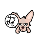 毛無し犬アンコ（個別スタンプ：15）