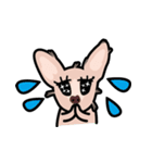 毛無し犬アンコ（個別スタンプ：16）