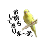 インコのサスケ君 其の二（個別スタンプ：1）