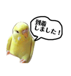 インコのサスケ君 其の二（個別スタンプ：2）