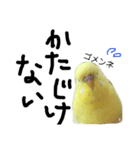 インコのサスケ君 其の二（個別スタンプ：3）