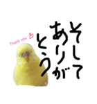 インコのサスケ君 其の二（個別スタンプ：4）