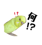 インコのサスケ君 其の二（個別スタンプ：5）