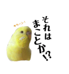 インコのサスケ君 其の二（個別スタンプ：6）